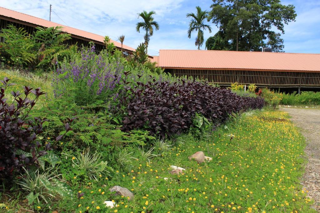 Sabah Tea Garden-Longhouses Ranau Ngoại thất bức ảnh