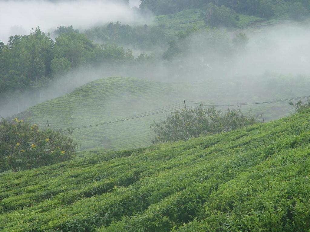 Sabah Tea Garden-Longhouses Ranau Ngoại thất bức ảnh