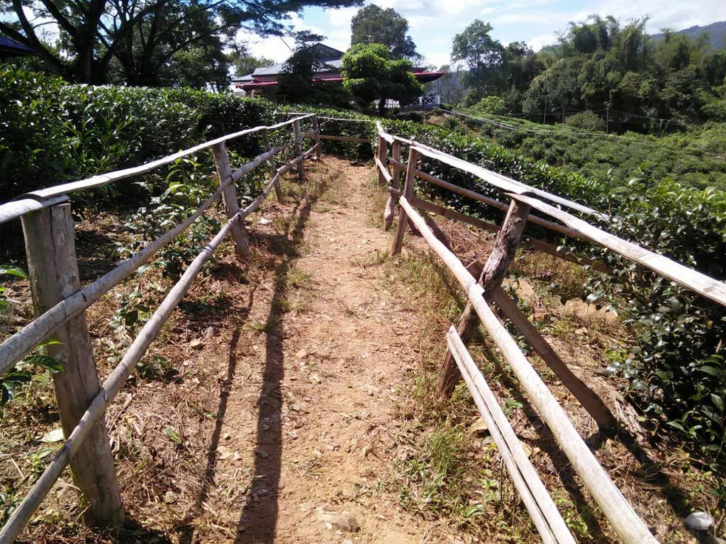 Sabah Tea Garden-Longhouses Ranau Ngoại thất bức ảnh